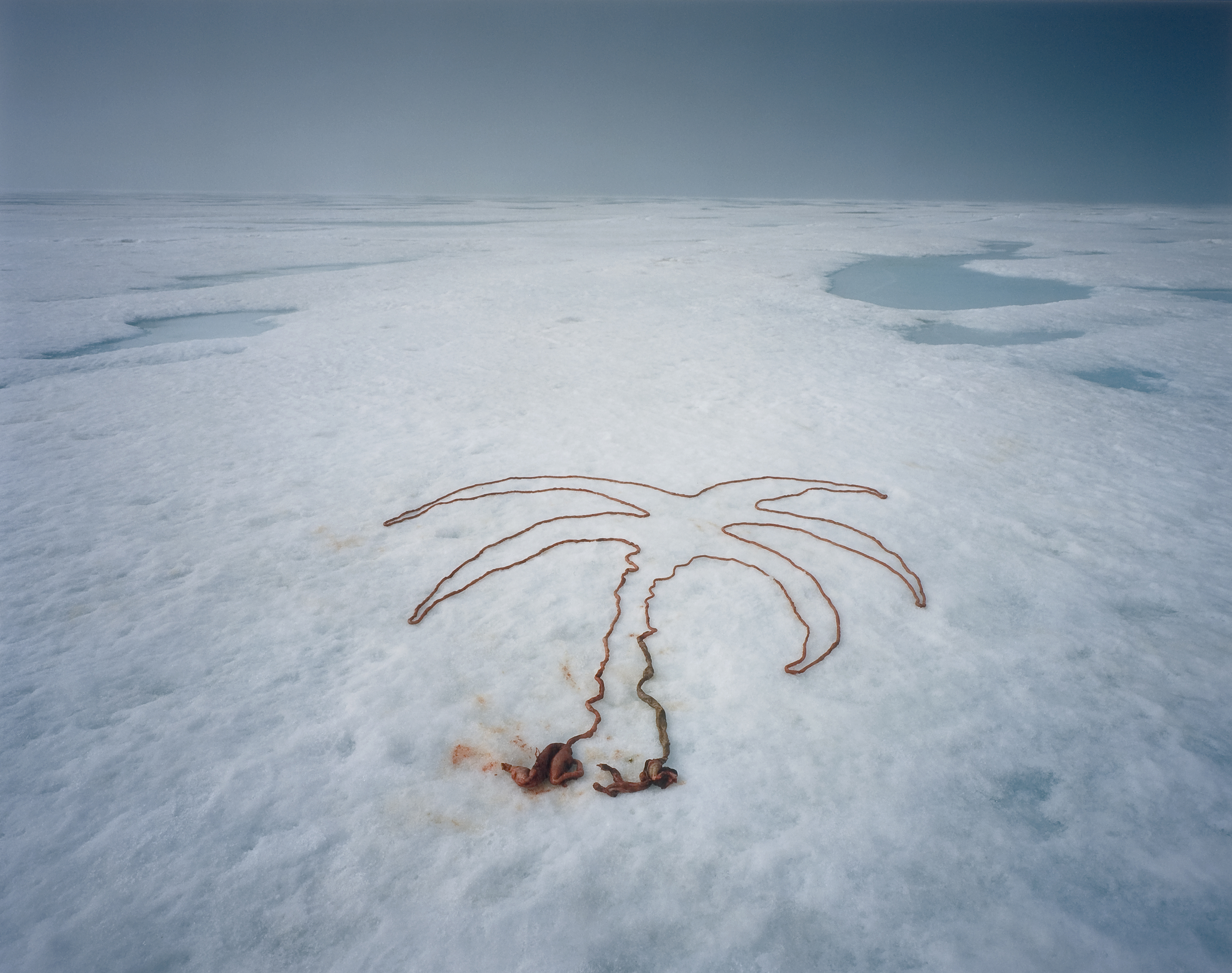 Scarlett Hooft Graafland, Palm Tree,  c Scarlett Hooft