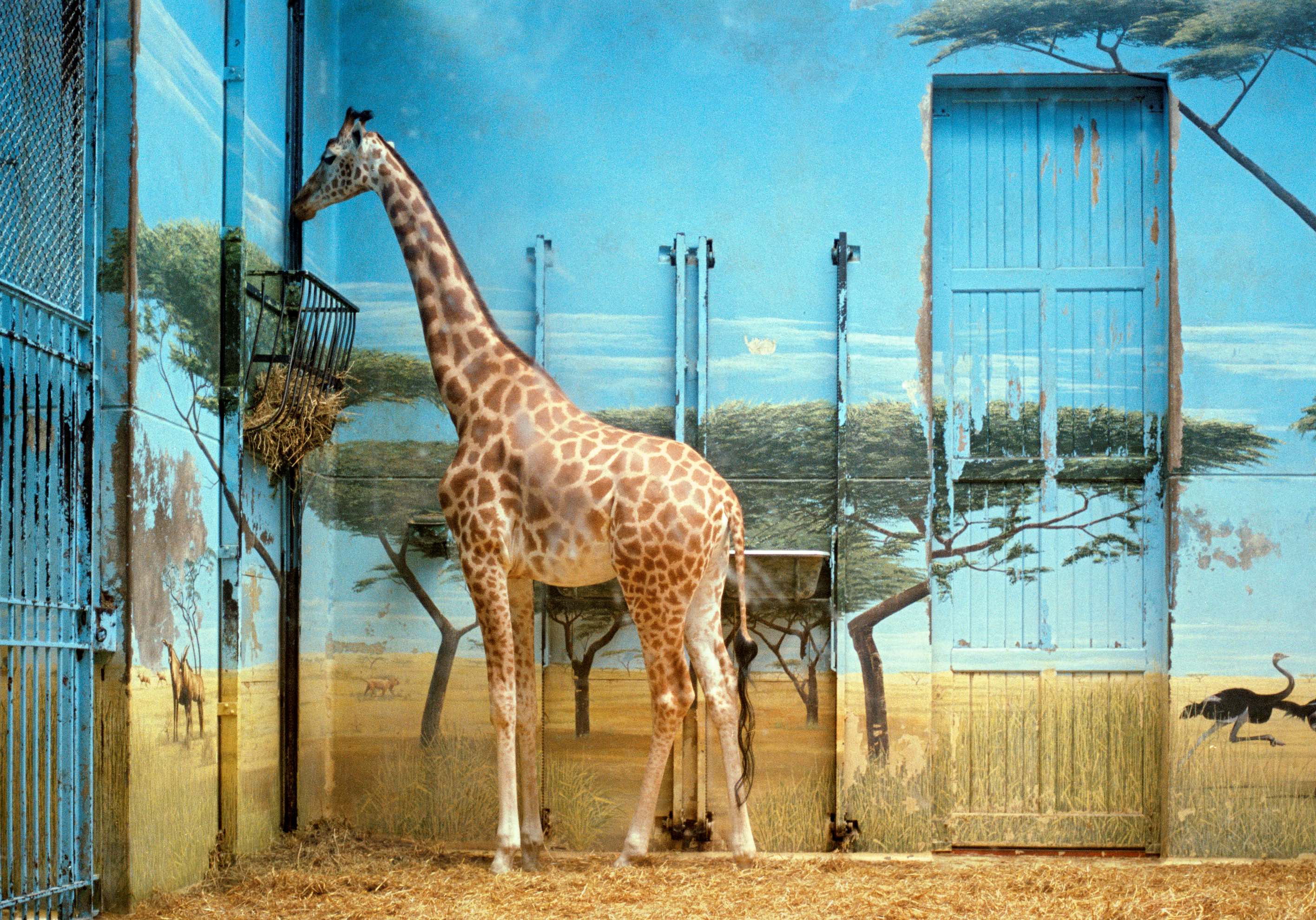 Candida Hofer, Zoologischer Garten Paris II 1997 