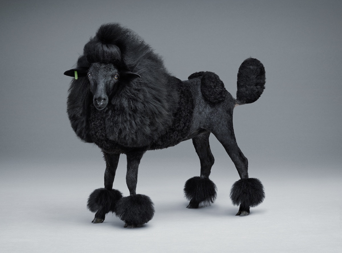 Lernert & Sander Blacker Sheep 2012 Dutch artists filmmaker commercial advertising brands COS