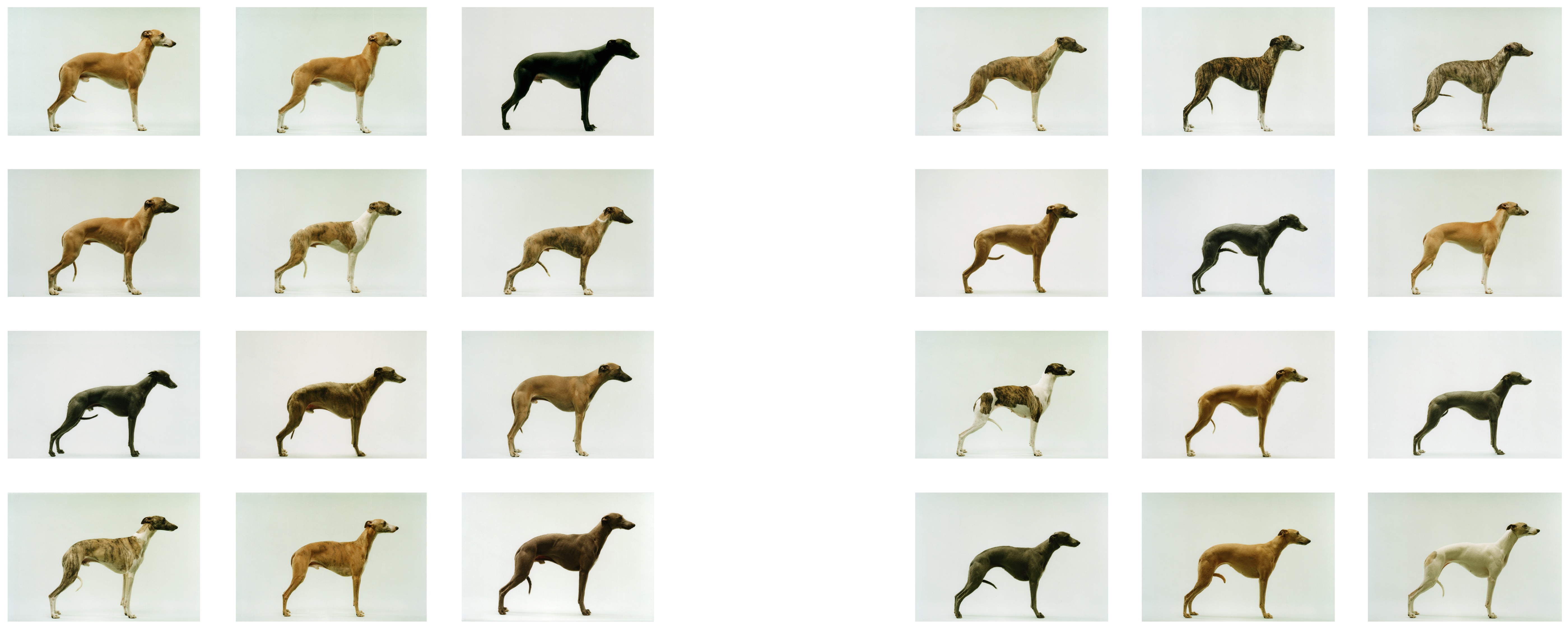 Jo Longhurst Twelve Dogs, Twelve 2001-2002, photography c-type print multiples breed Kennel Club Whippet