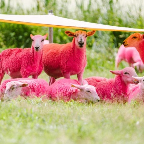 pink sheep latitude festival