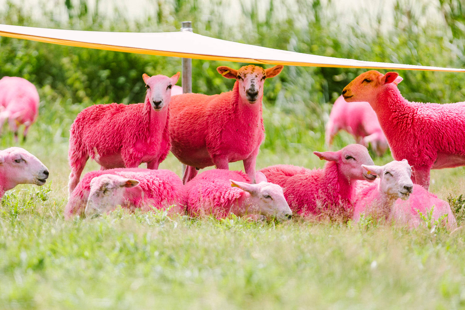 pink sheep latitude festival