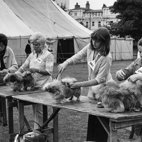 ‘Dog Show 1961-1978 by Shirley Baker is published by Hoxton Mini Press. © Estate of Shirley Baker/Mary Evans Picture Library.’