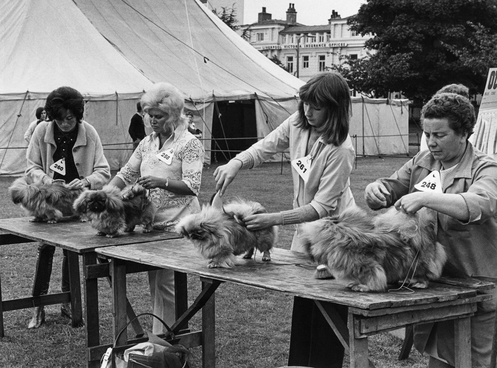  â€˜Dog Show 1961-1978 by Shirley Baker is published by Hoxton Mini Press. Â© Estate of Shirley Baker/Mary Evans Picture Library.â€™