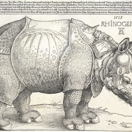 Albrecht Dürer, Rhinocerus (Rhinoceros), 1515, woodcut print