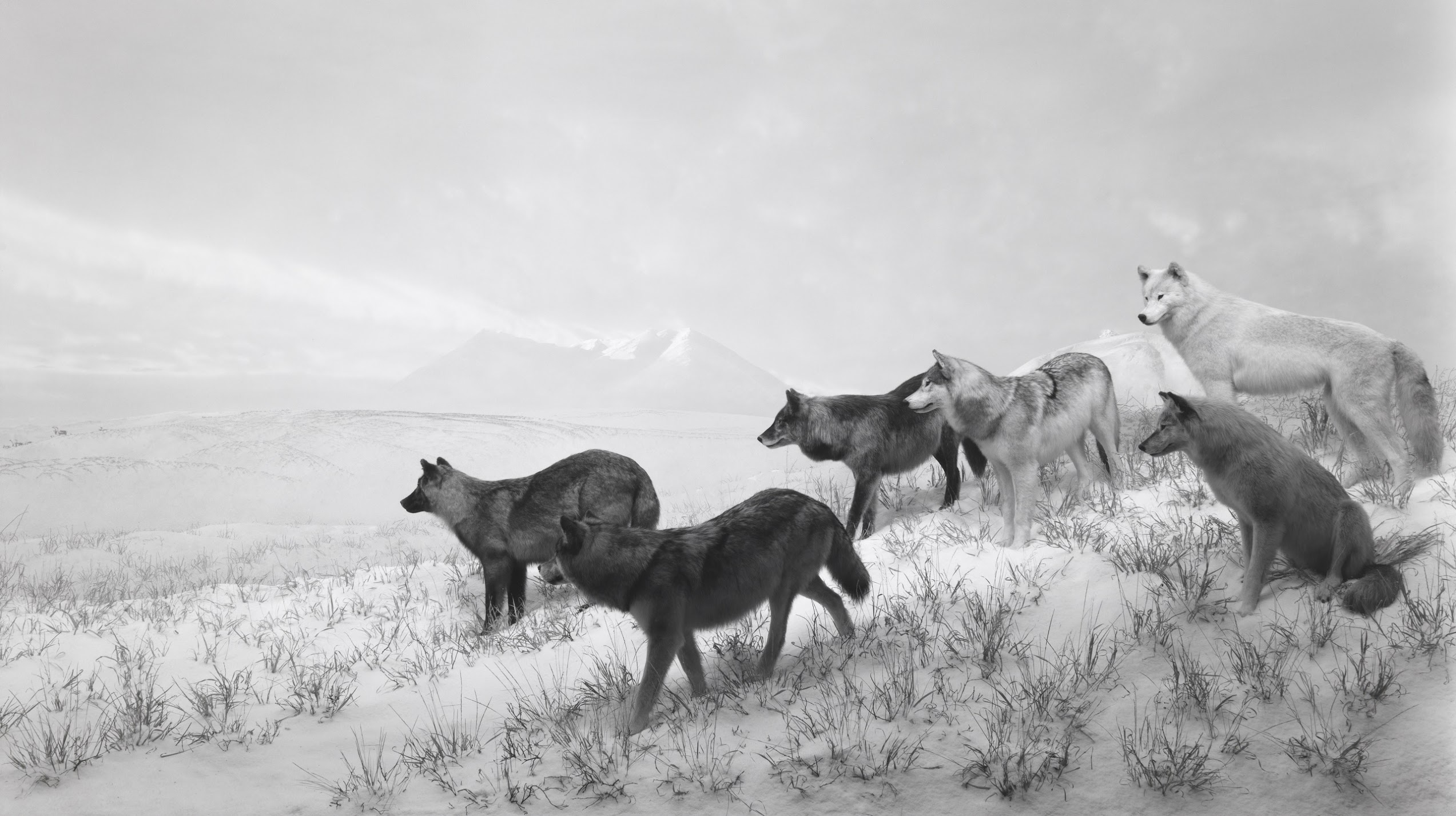 Hiroshi Sugimoto, Alaskan Wolves, 1994 - ELEPHANT