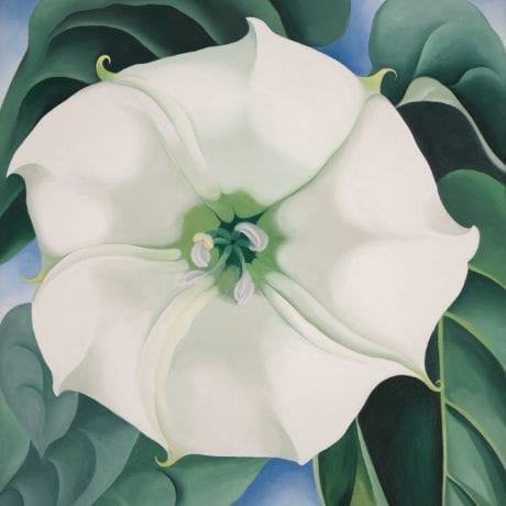 Georgia O Keefe jimson weed white flower