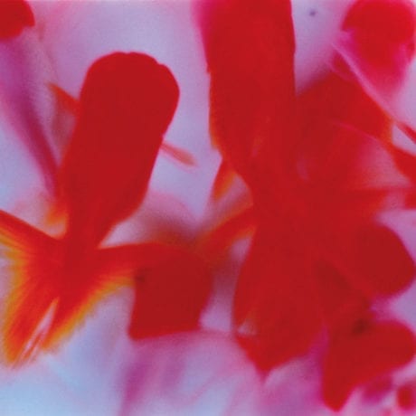 Ninagawa Mika, Liquid Dreams, 2003 Courtesy the artist and Tomio Koyama Gallery, Tokyo. © Ninagawa Mika