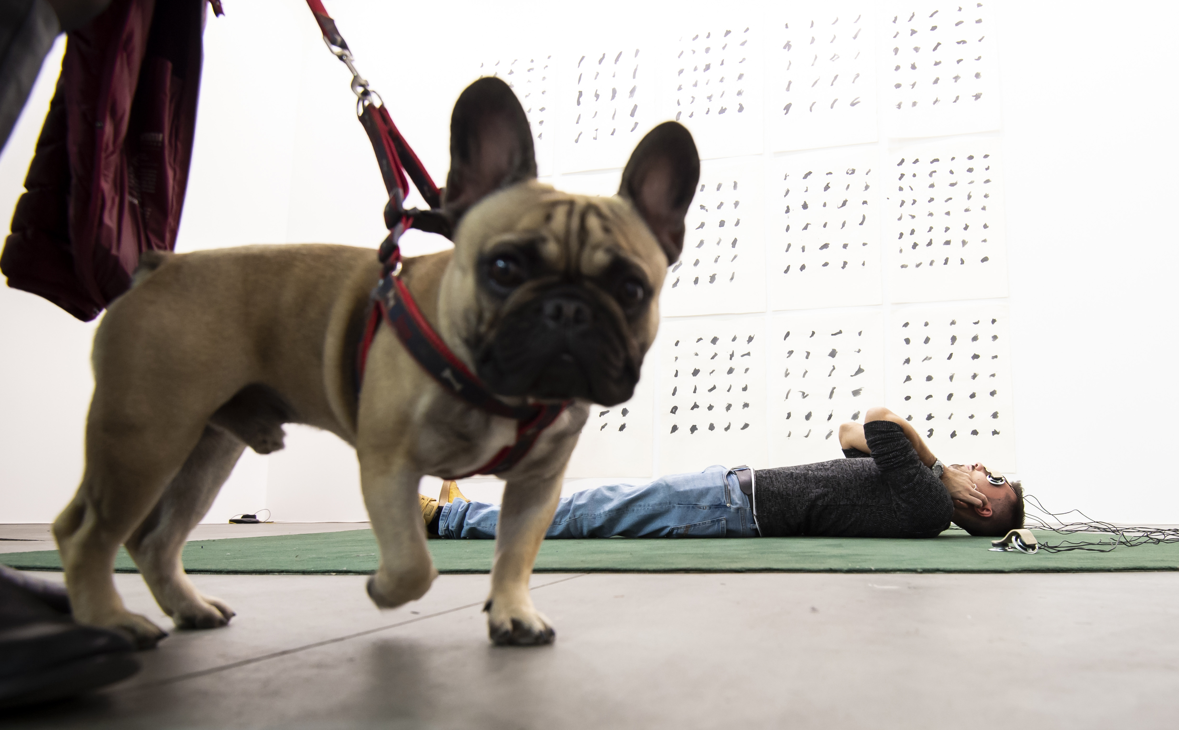 A canine visitor to Artissima18, photograph by Perottino Piva Bottallo