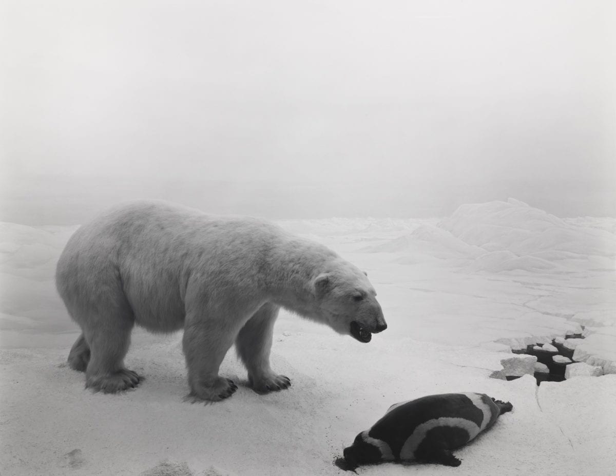 105_Polar Bear, 1976