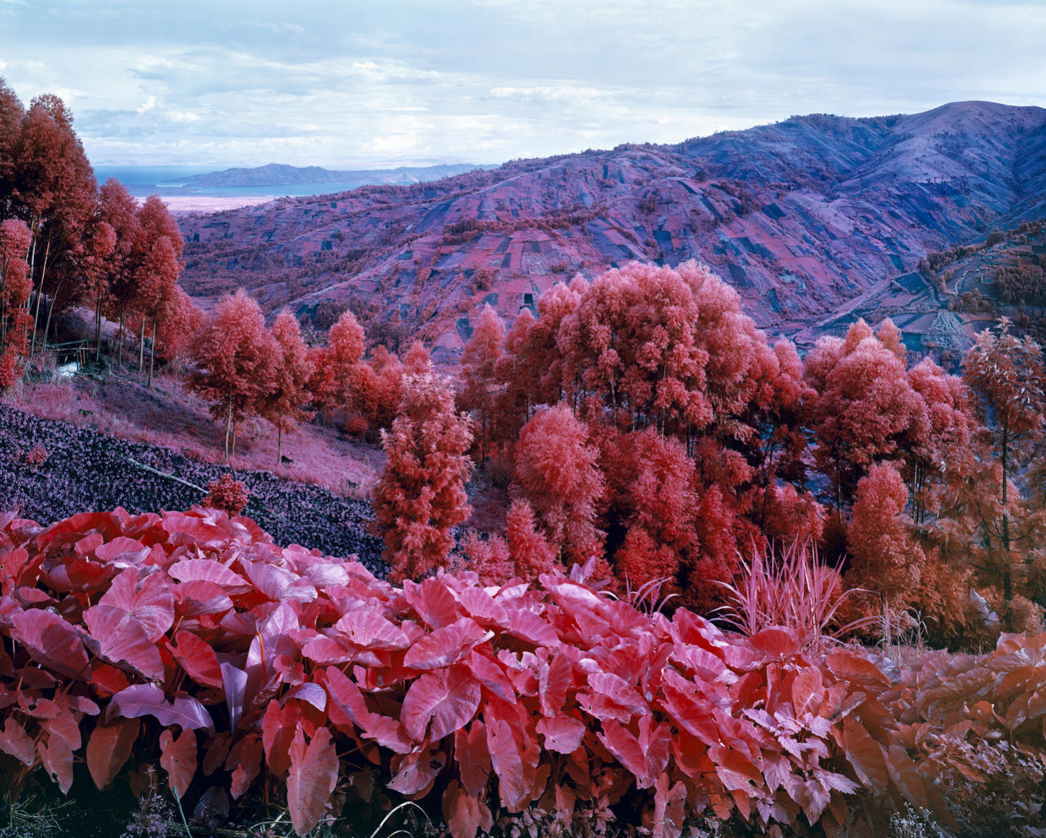 Richard-Mosse-I-Shall-Be-Released-2015-Courtesy-of-the-artist-and-carlier-gebauer