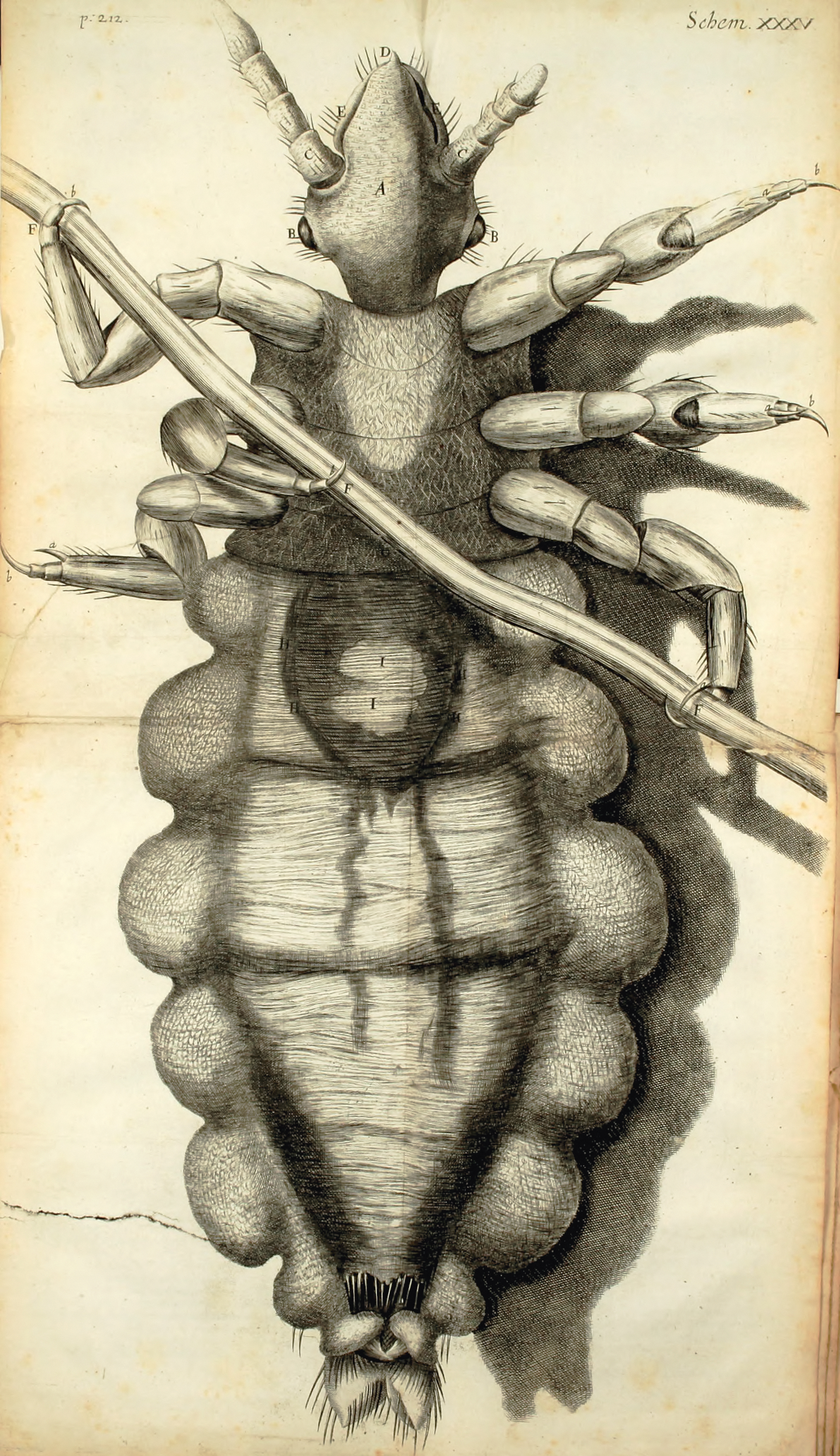 Robert Hooke, The Louse, from Micrographia,1665, Duke University Libraries, Durham, NC