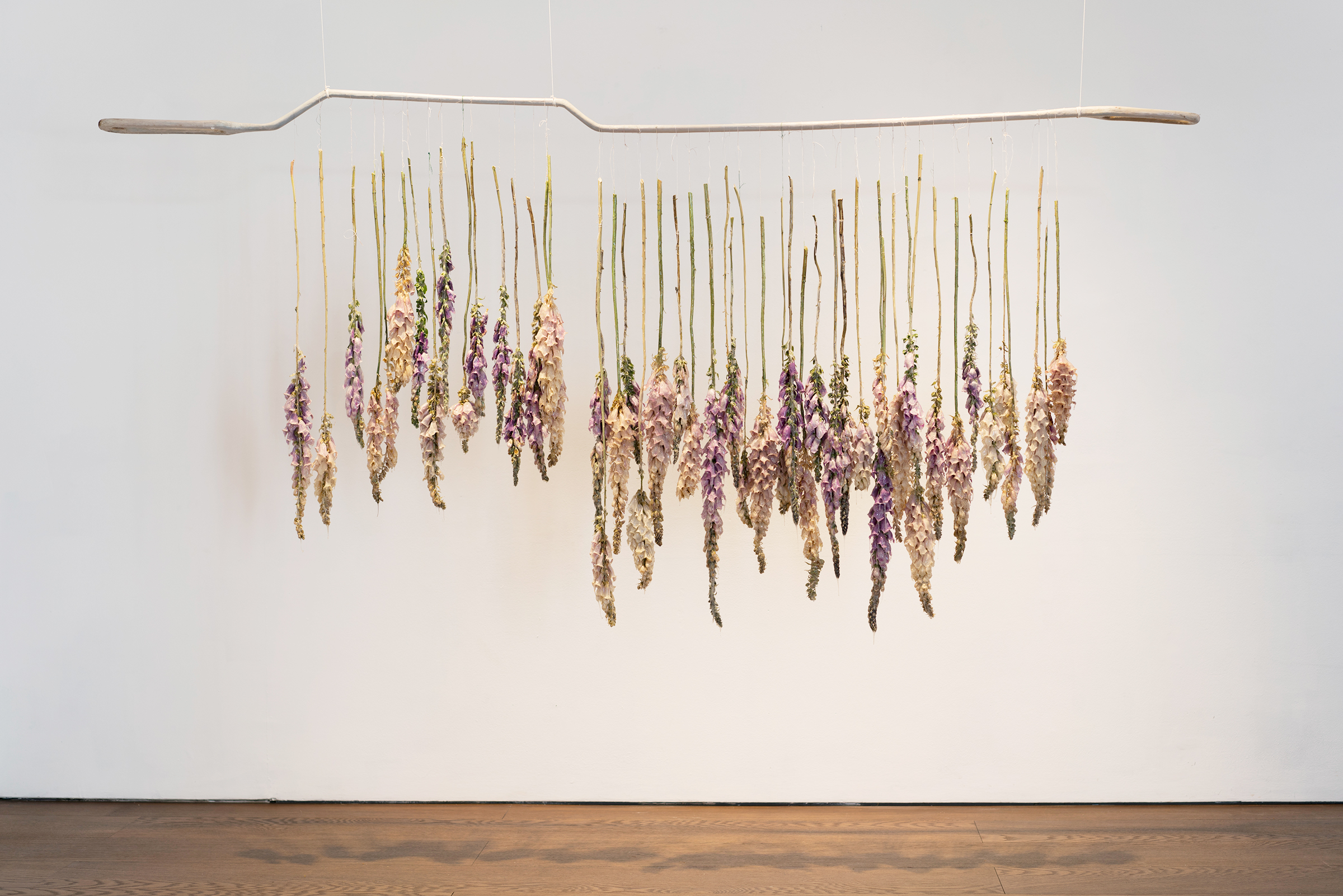 Miriam Austin, Solanum at Flowers Gallery, 2017. Installation view
