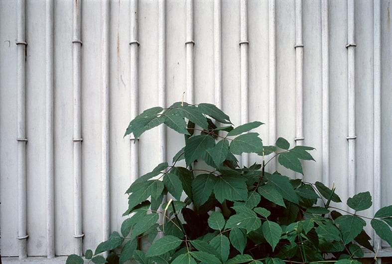 Luigi Ghirri, Images from Colazione sullâ€™Erba (MACK, 2019). Courtesy the estate of the artist and MACK