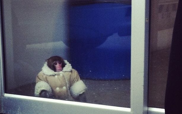 IKEA Monkey  Know Your Meme