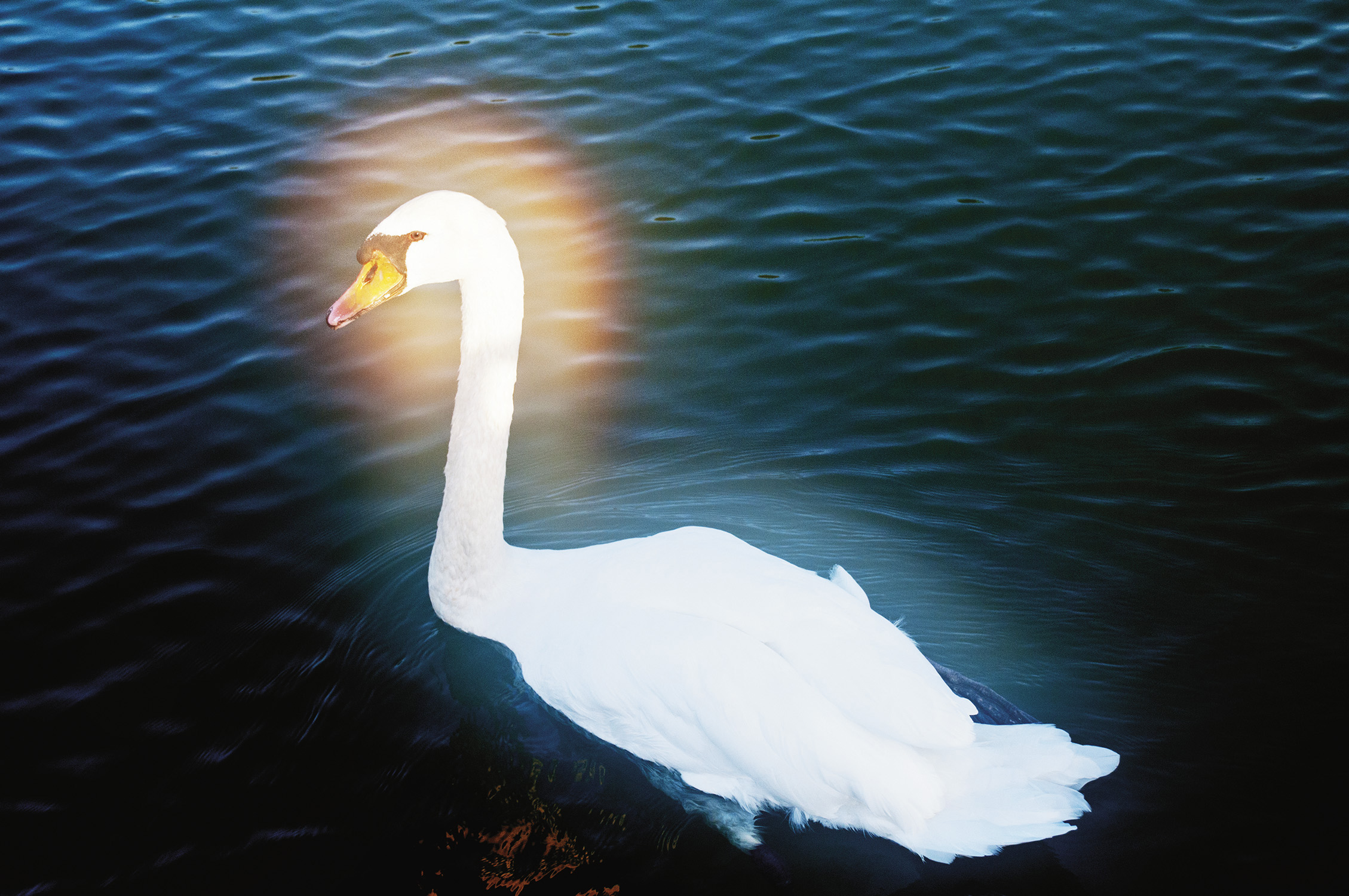 Swan on Lake Cassadaga, Lily Dale, New York, 2010. From SÃ©ance by Shannon Taggart