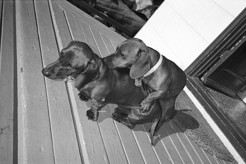 Artist David Hockneyâ€™s dachshunds, Stanley and Boogie, get frisky, Malibu, California, 1983