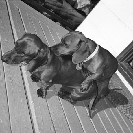 Artist David Hockney’s dachshunds, Stanley and Boogie, get frisky, Malibu, California, 1983