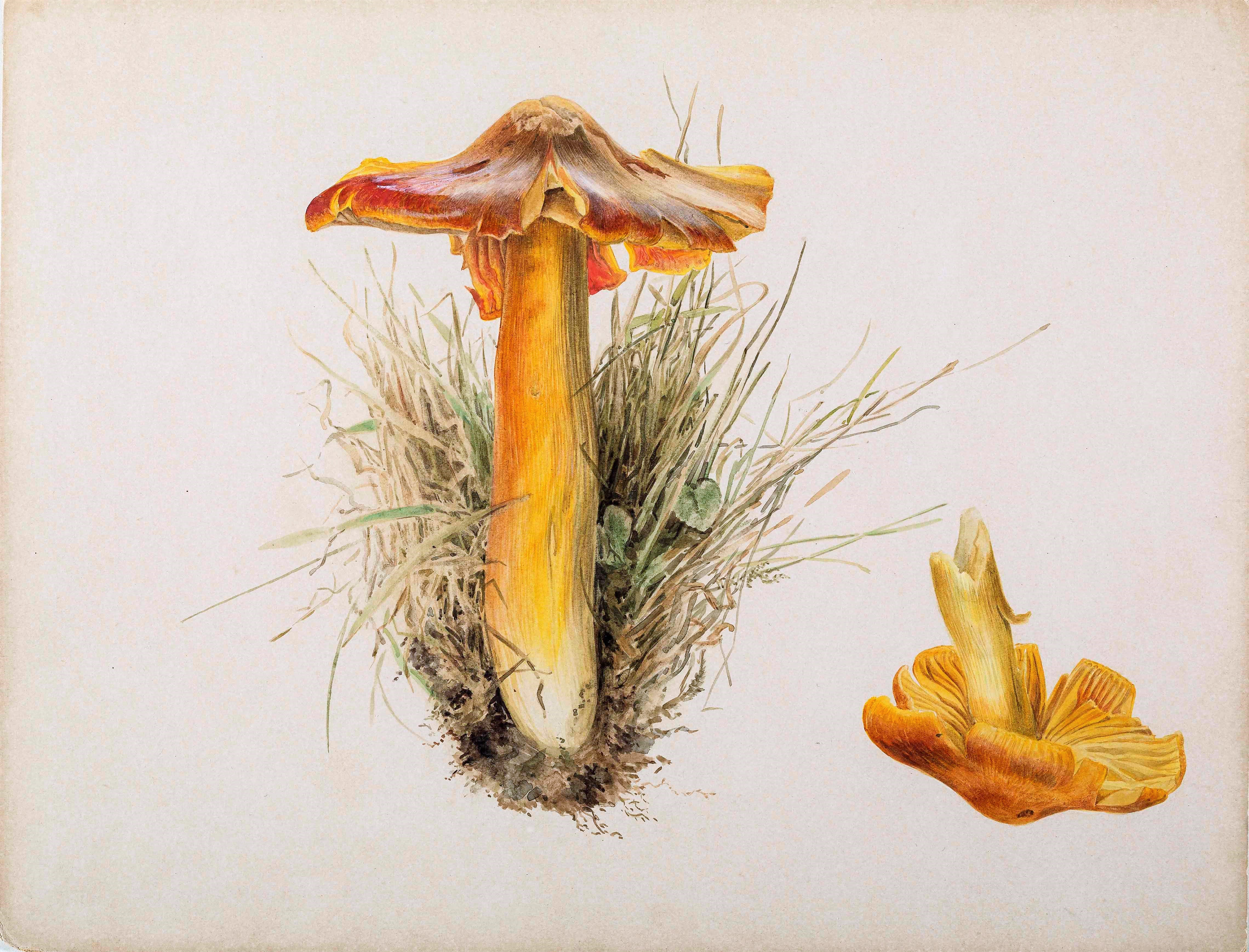 Beatrix Potter, Hygrophorus puniceus, pencil and watercolour, 7.10.1894