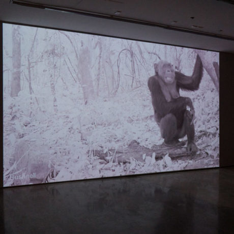 Amalia Pica, Pan troglodytes ellioti and cousins, 2016. Photograph Oscar Monsalve. Courtesy the artist and Herald St, London