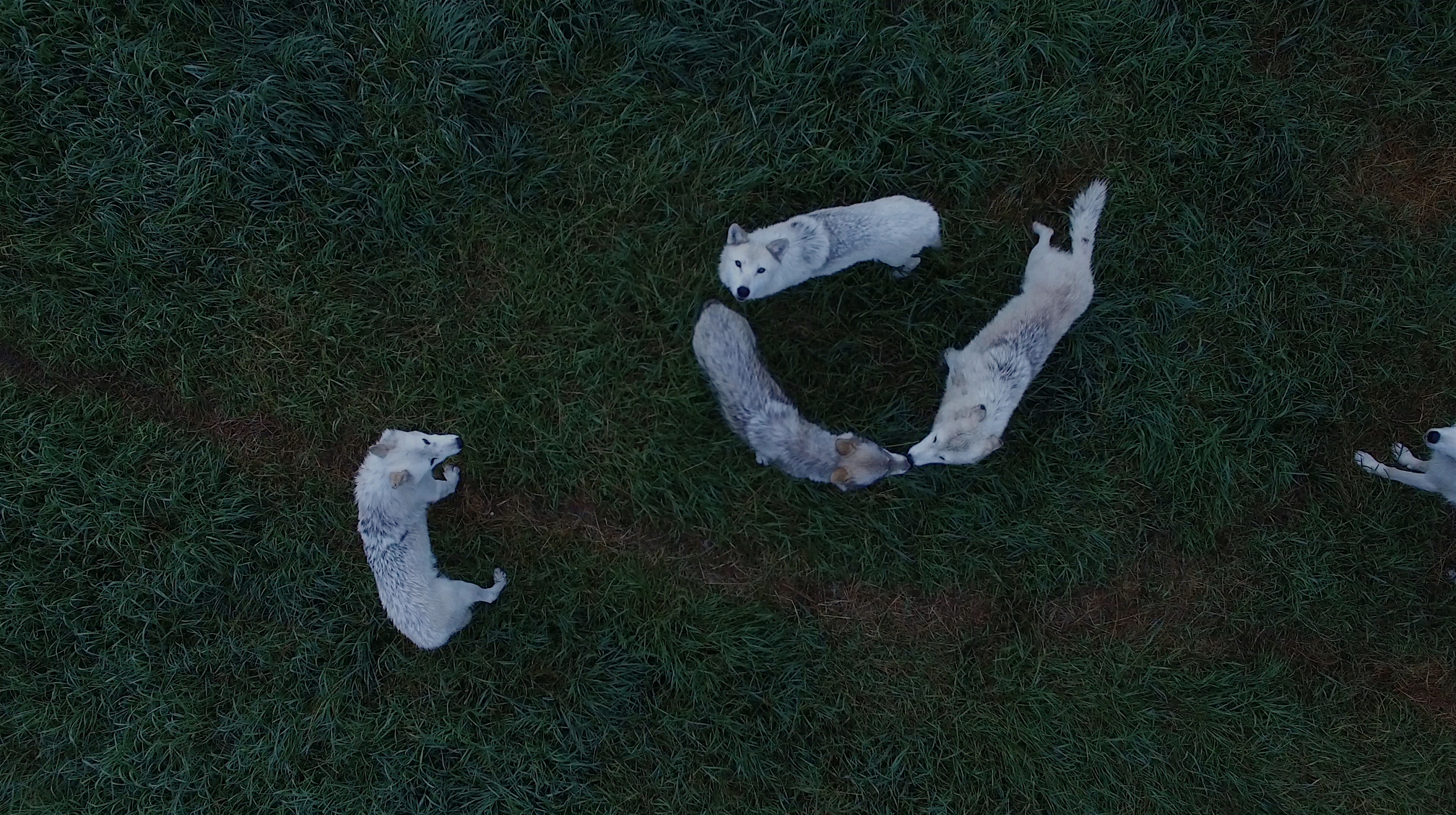 Demelza Kooij, Wolves from Above (2018). Courtesy of the artist