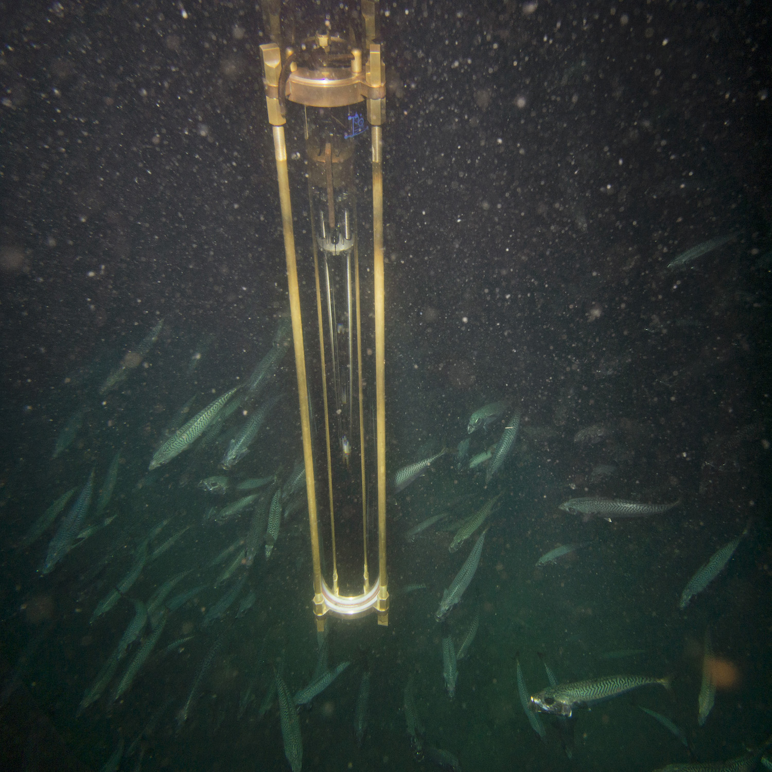 Nereida capsule, Sea of Cortez, RauÌl GonzaÌlez photo 2012