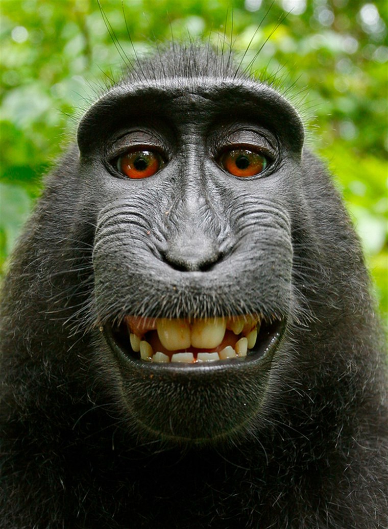 Paul Slater, Image of an Indonesian Celebes Crested Macque, 2011. Via Wikimedia Commons