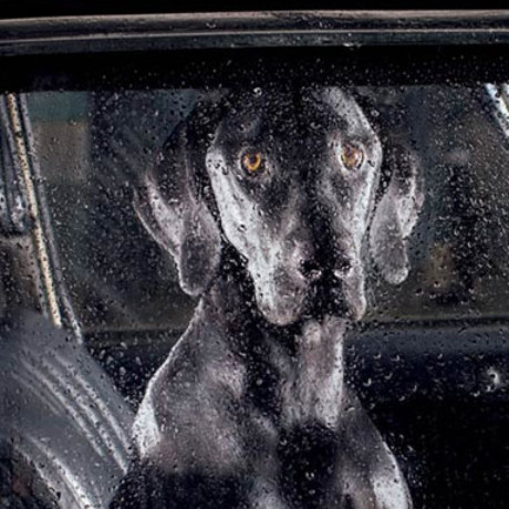 Martin Usborne, The Silence Of Dogs In Cars, cover