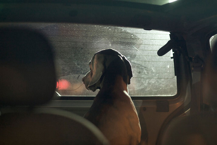 Martin Usborne, The Silence Of Dogs In Cars