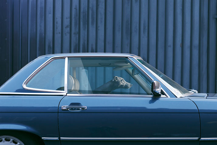 Martin Usborne, The Silence Of Dogs In Cars