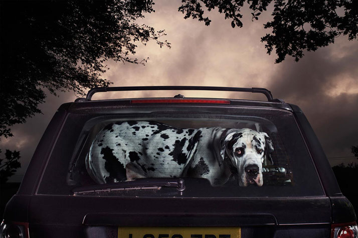 2-Martin-Usborne-The-Silence-Of-Dogs-In-Cars-yatzer