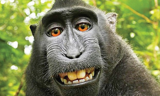 monkey-selfie-Article-201804131946 - ELEPHANT