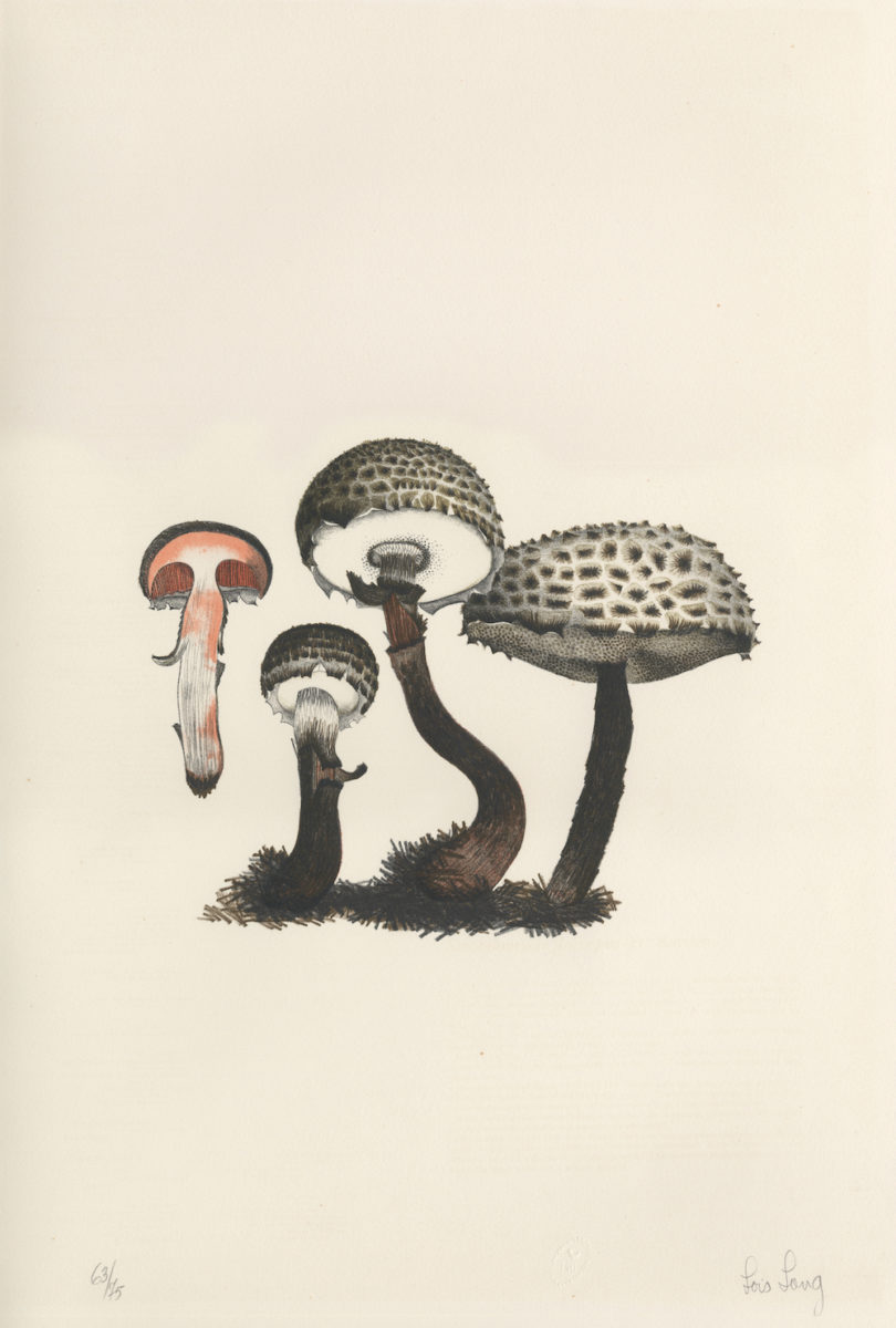AtelierEditions_JohnCageAMycologycalForay_9781733622004_Cage_MushroomBook_Scan_PlateII_LoisLong