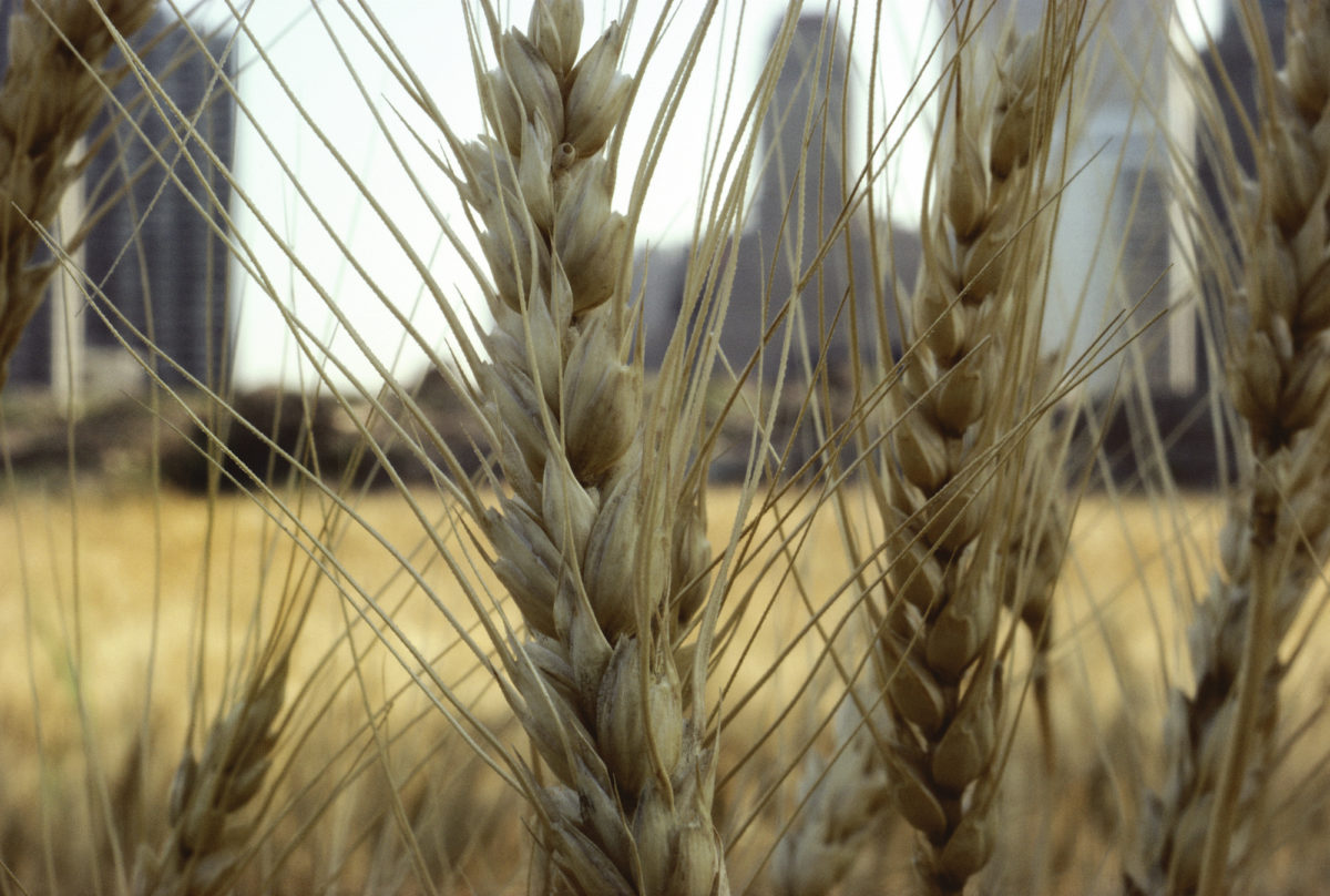 AD_01A-Gold Wheat (Close up)_HR