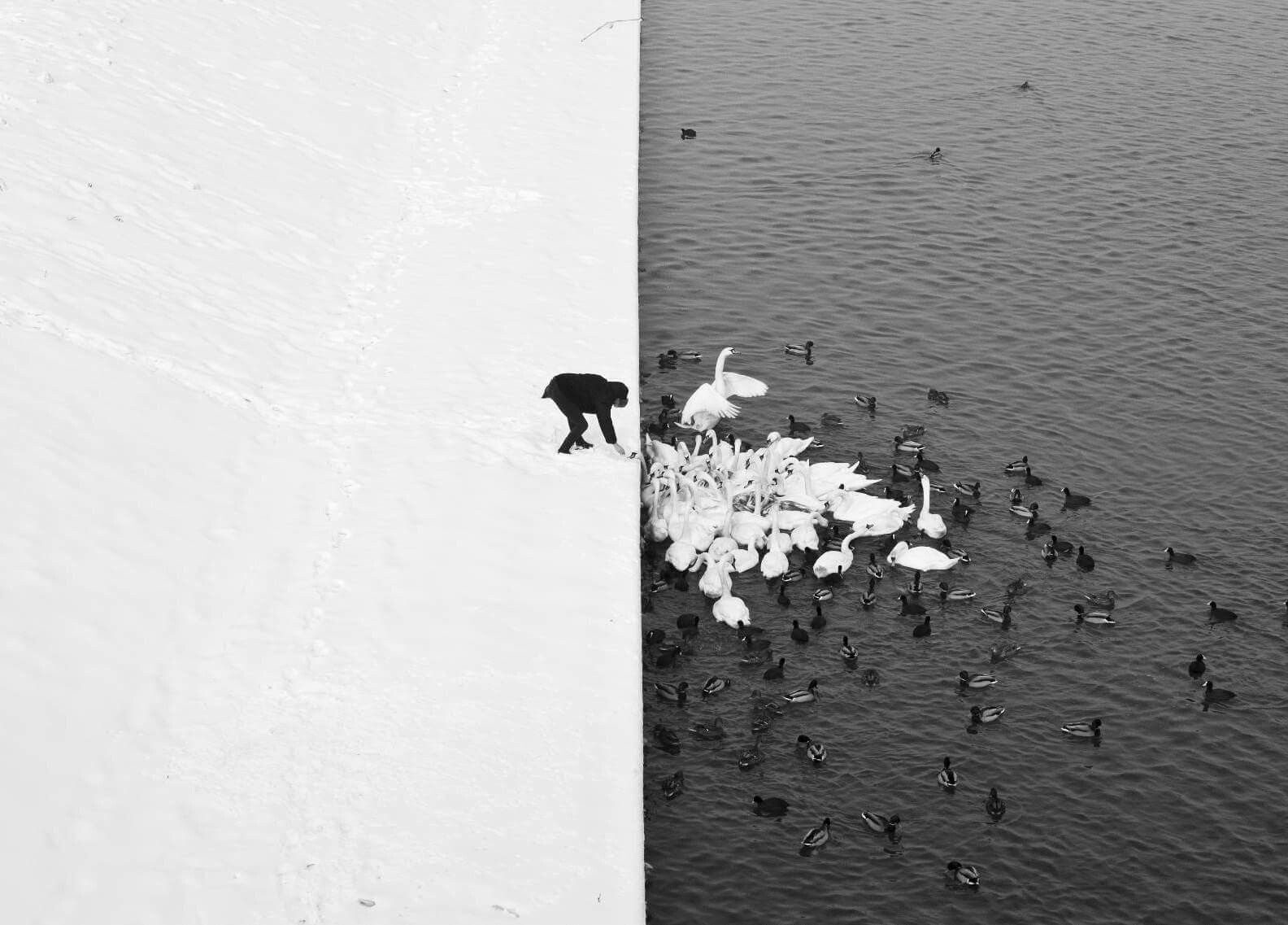 Два цвета черный и белый. Marcin Ryczek man feeding Swans.