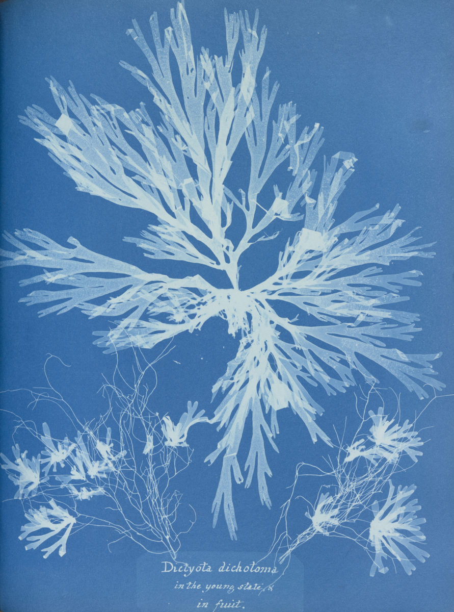  Anna Atkins, Plate 55–Dictyota dichotoma, on the young state and in fruit, Photographs of British Algae: Cyanotype Impressions, 1853, Volume 1 (Part 1).Photo © Horniman Museum and Gardens