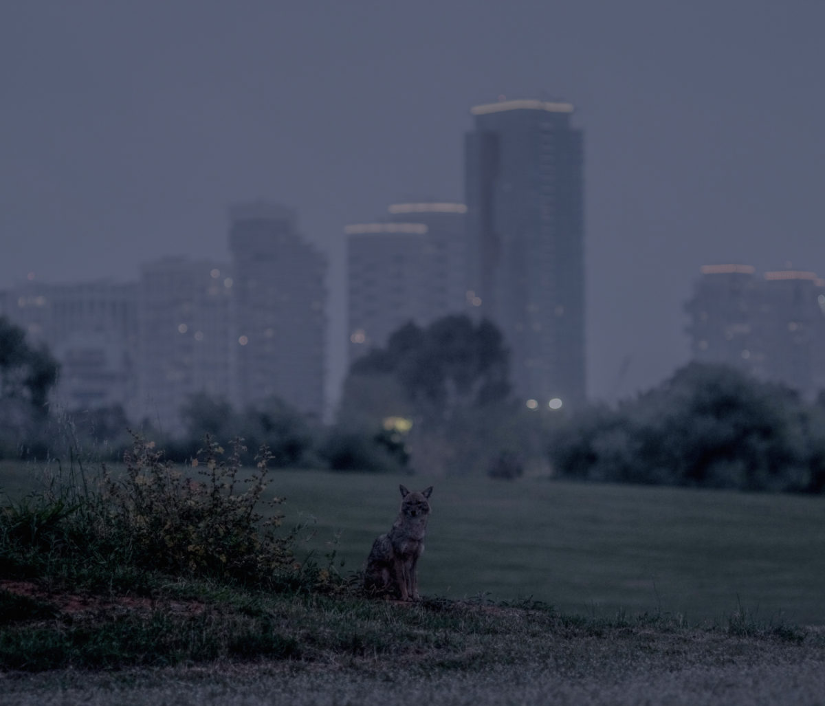 Pavel Wolberg, Jackals take over Yarkon Park in Tel Aviv in search of food during the Covid-19 lockdown, 2020. Courtesy the artist and Prix Pictet
