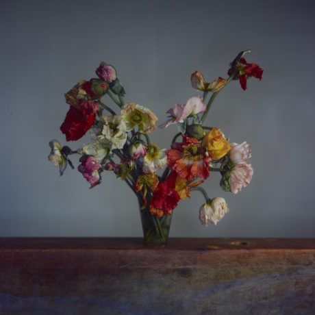 Richard Learoyd, Large Poppies, 2019. Photo © the artist. Image courtesy of Michael Hoppen Gallery