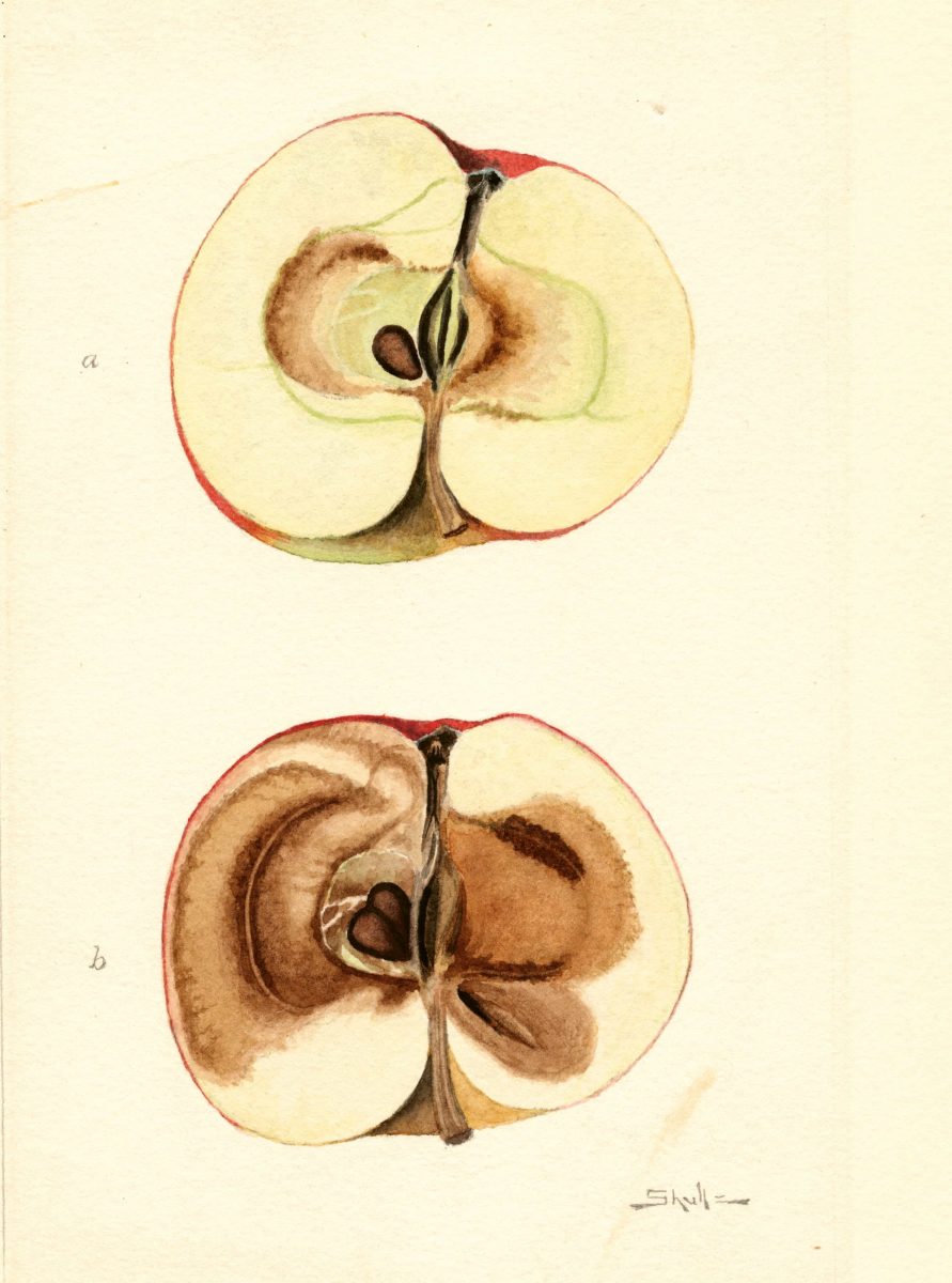 Apple, Red Pearmain  J. M. Shull, 1910
