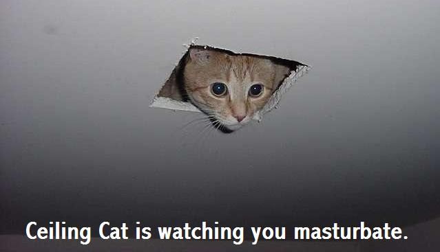 internet meme cat