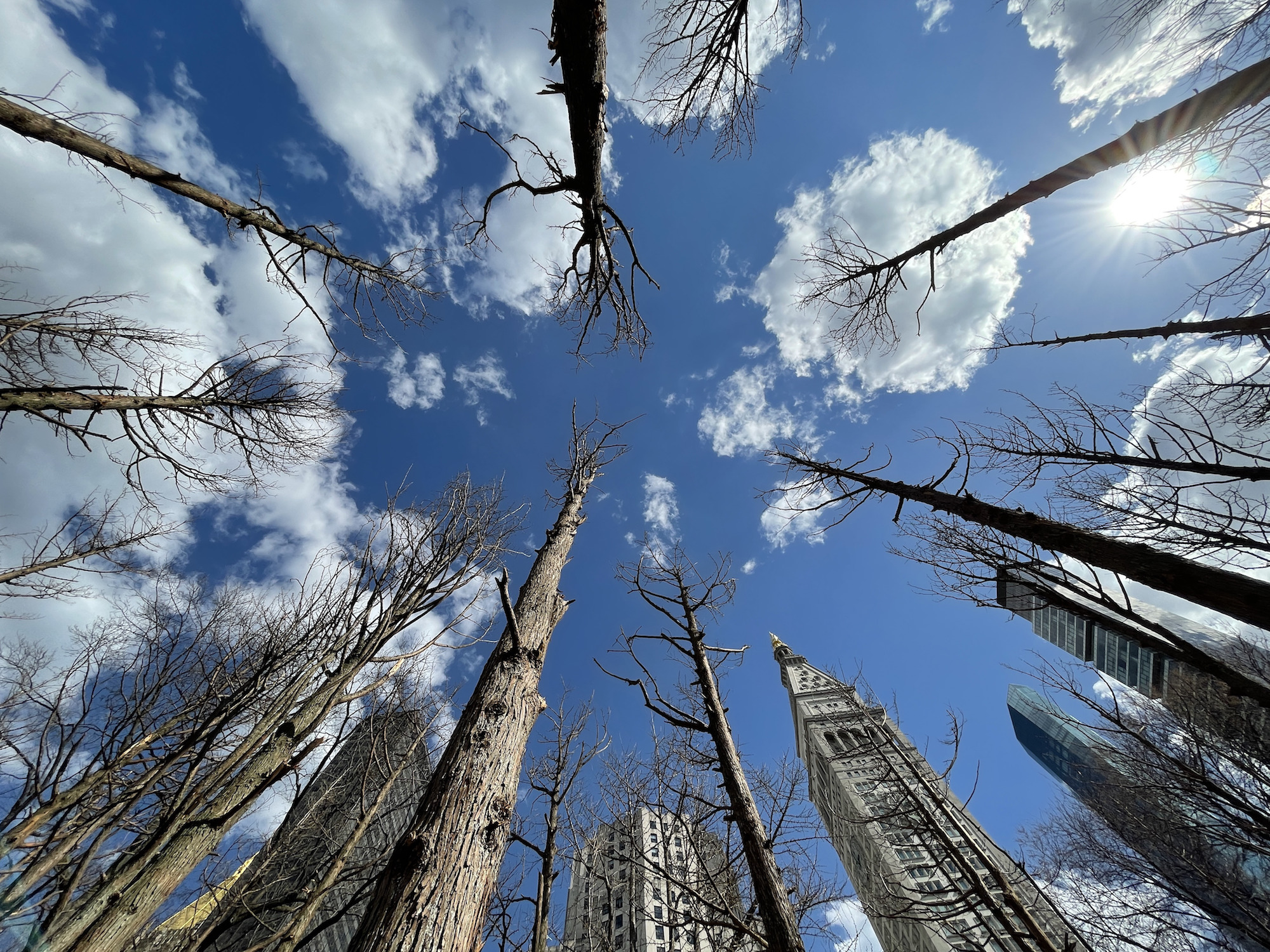 Maya Lin, Ghost Forest, 2021. Courtesy the artist and Madison Square Park Conservancy