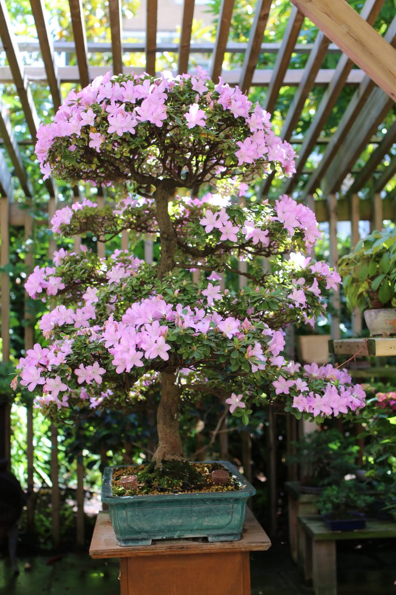 A bonsai tree in bloom