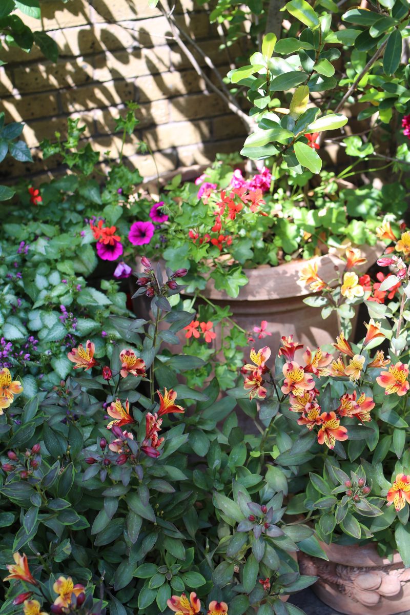 Shaw's garden is filled with an array of potted plants in full bloom. Photo: Louise Benson