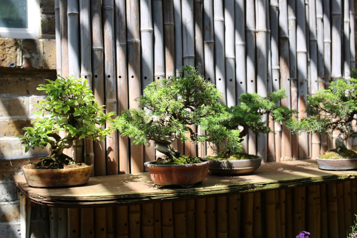 Shaw's bonsai trees
