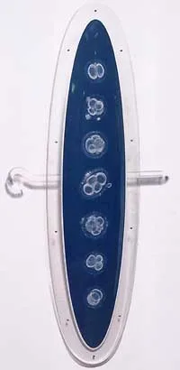 16. Helen Chadwick Monstrance, 1996. Courtesy of Galerie Eugen Lendl. Photo by Edward Woodman